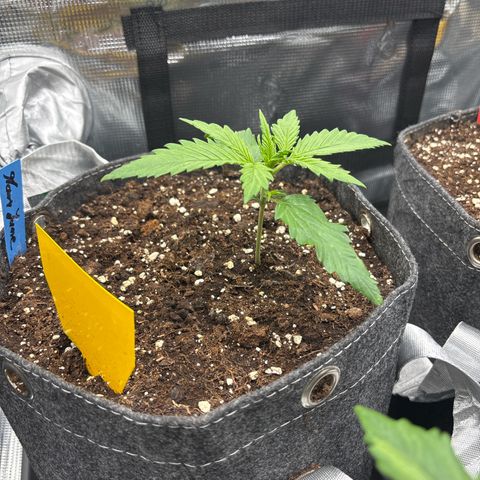 Mary Jane growlog timeline photo
