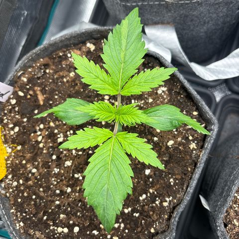 Gertrud growlog timeline photo