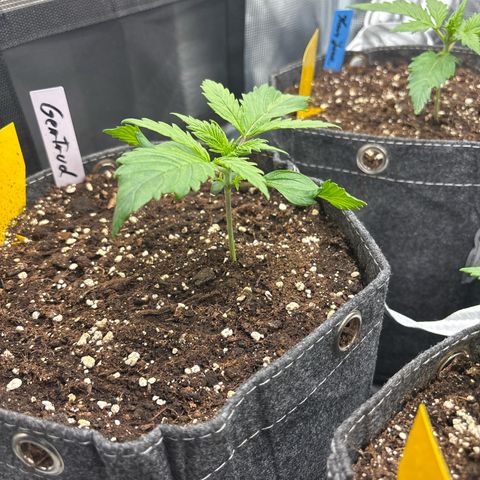 Gertrud growlog timeline photo