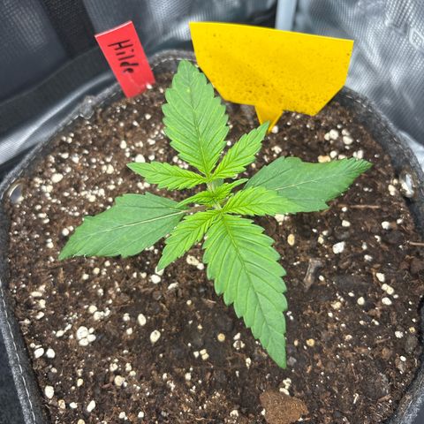 Hilde growlog timeline photo