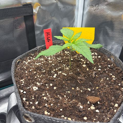 Hilde growlog timeline photo