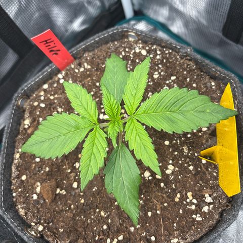 Hilde growlog timeline photo