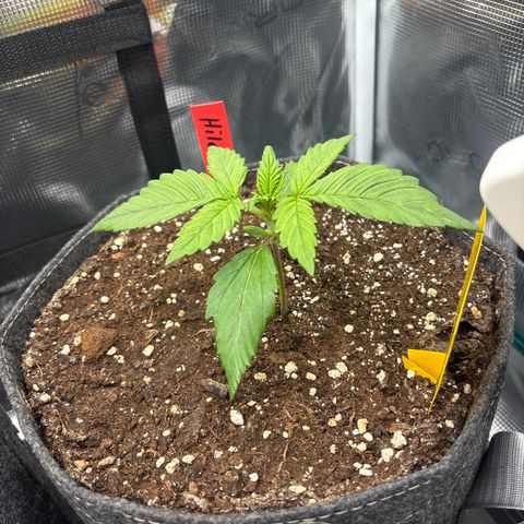 Hilde growlog timeline photo