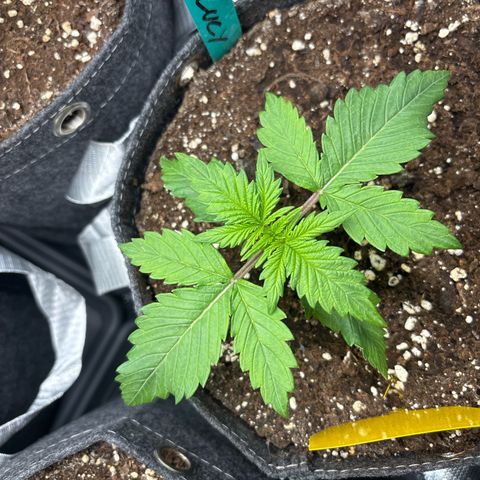 Lucy growlog timeline photo