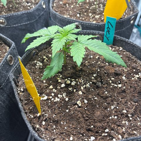 Lucy growlog timeline photo