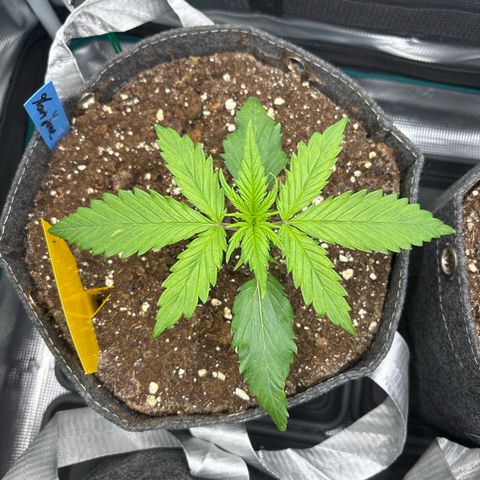 Mary Jane growlog timeline photo