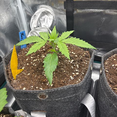 Mary Jane growlog timeline photo