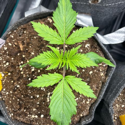 Gertrud growlog timeline photo