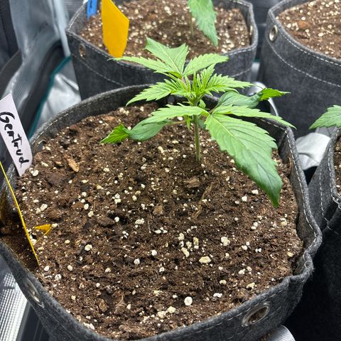 Gertrud growlog timeline photo