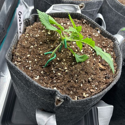 Gertrud growlog timeline photo