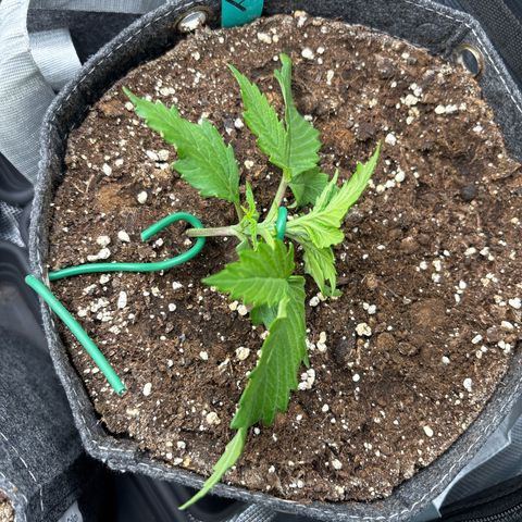 Lucy growlog timeline photo