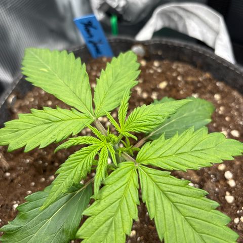 Mary Jane growlog timeline photo