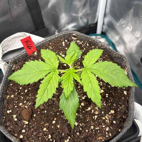 Hilde growlog timeline photo