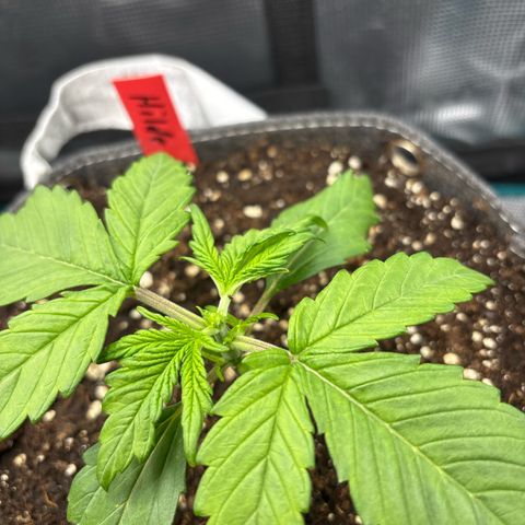 Hilde growlog timeline photo