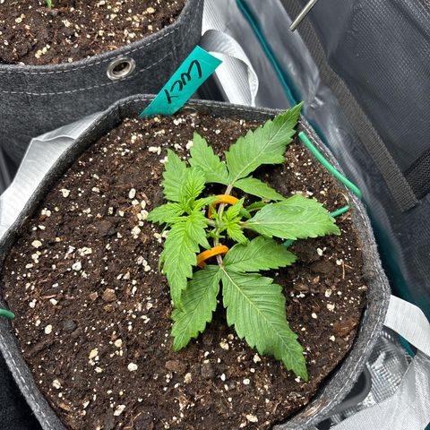 Lucy growlog timeline photo