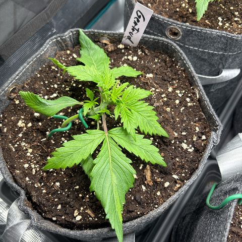 Gertrud growlog timeline photo