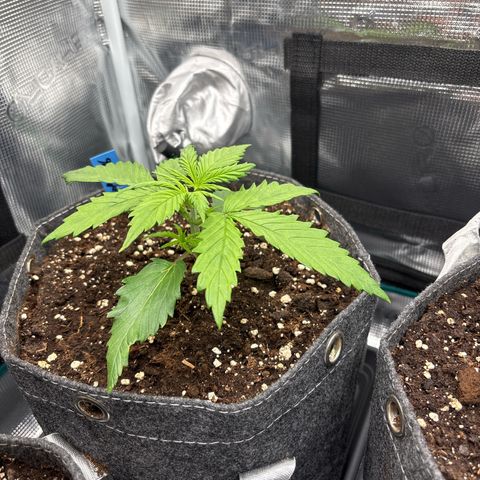 Mary Jane growlog timeline photo