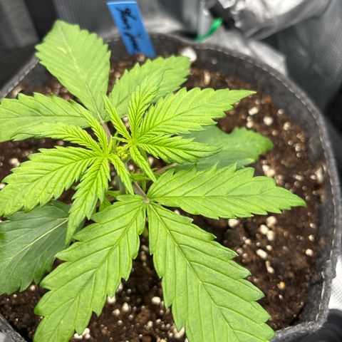 Mary Jane growlog timeline photo