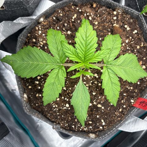 Hilde growlog timeline photo
