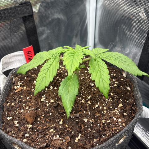 Hilde growlog timeline photo