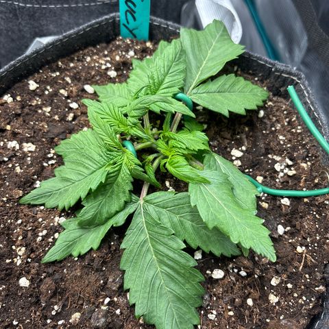 Lucy growlog timeline photo