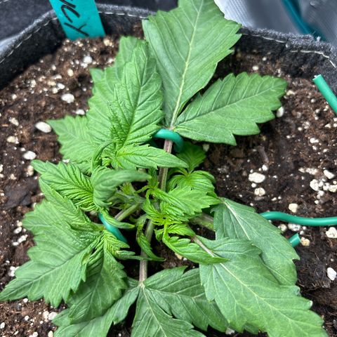 Lucy growlog timeline photo