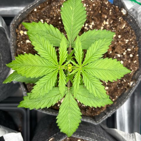 Mary Jane growlog timeline photo