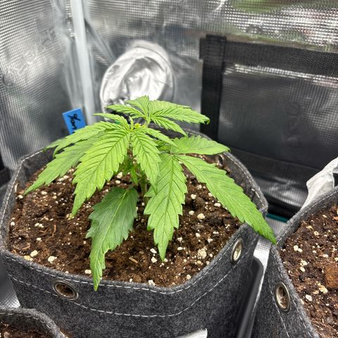 Mary Jane growlog timeline photo