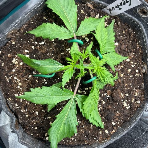 Gertrud growlog timeline photo