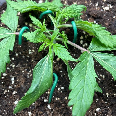 Gertrud growlog timeline photo