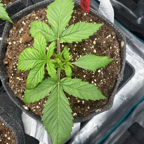 Hilde growlog timeline photo