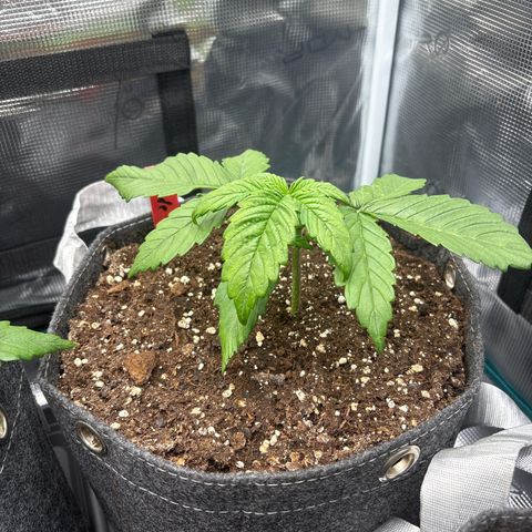 Hilde growlog timeline photo