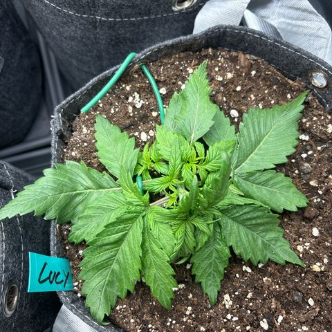 Lucy growlog timeline photo