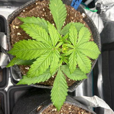 Mary Jane growlog timeline photo