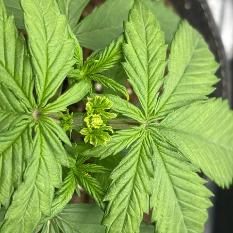Mary Jane growlog timeline photo