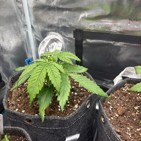 Mary Jane growlog timeline photo