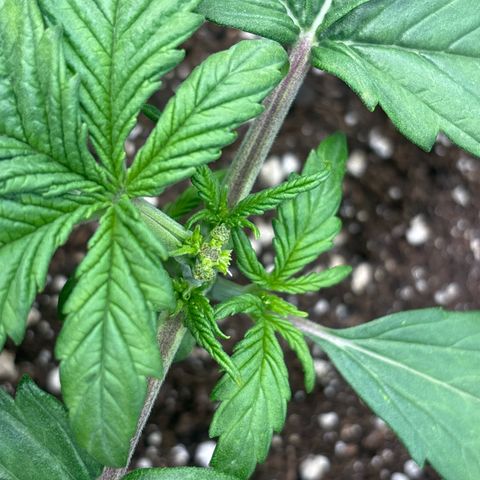 Hilde growlog timeline photo