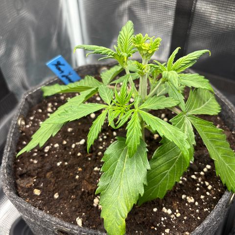 Mary Jane growlog timeline photo