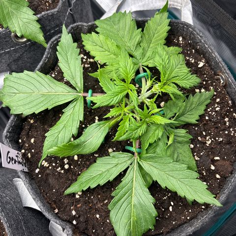 Gertrud growlog timeline photo