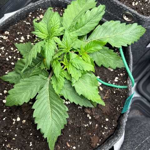 Lucy growlog timeline photo
