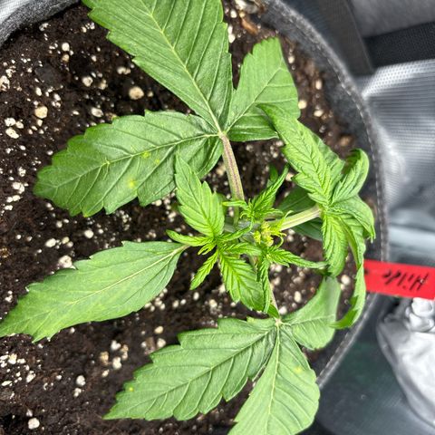 Hilde growlog timeline photo