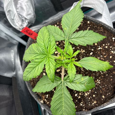 Hilde growlog timeline photo