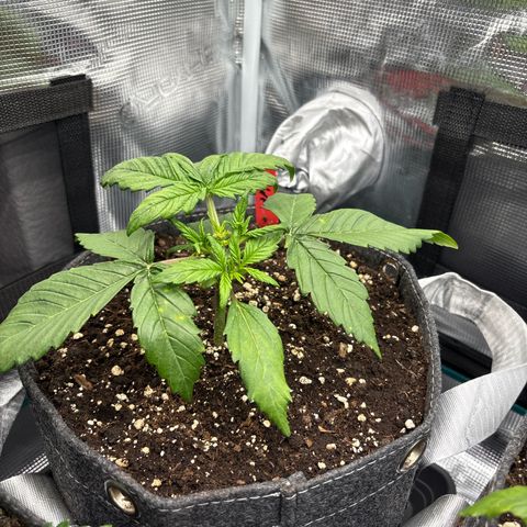 Hilde growlog timeline photo