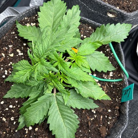 Lucy growlog timeline photo
