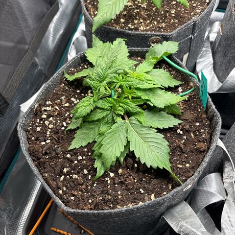 Lucy growlog timeline photo