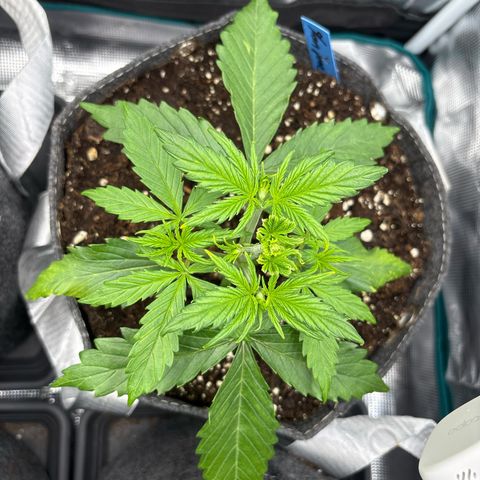 Mary Jane growlog timeline photo