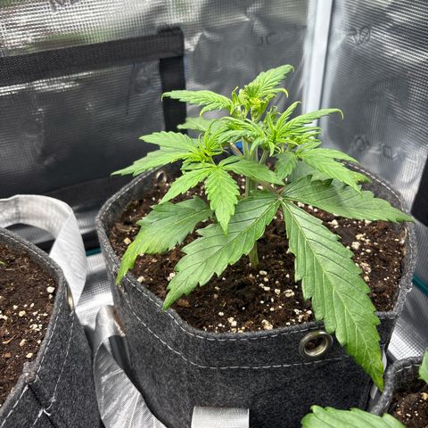 Mary Jane growlog timeline photo