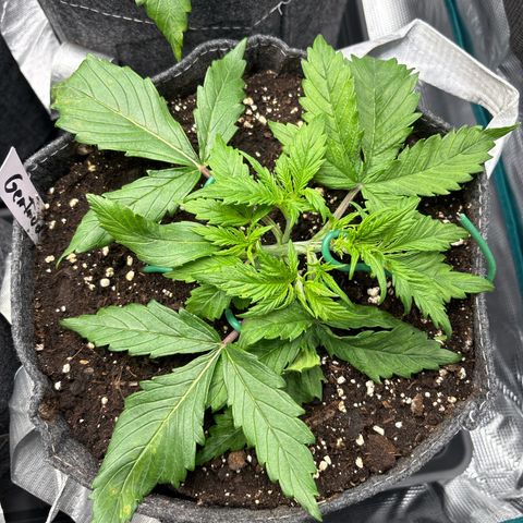 Gertrud growlog timeline photo