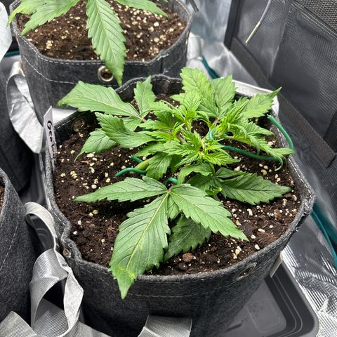 Gertrud growlog timeline photo