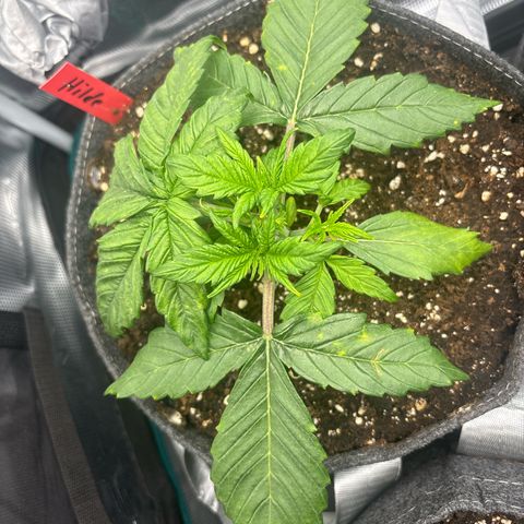 Hilde growlog timeline photo